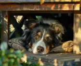 Border collie : choix de niche idéale pour un chien actif et intelligent