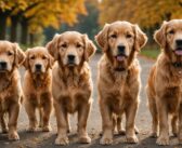 Les meilleurs éleveurs de golden retriever en bretagne en 2024