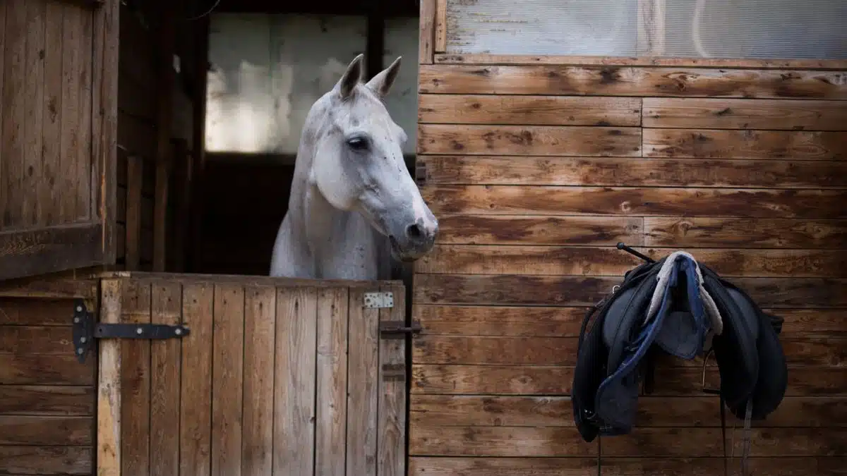 Comment choisir les meilleurs équipements pour son cheval et soi-même