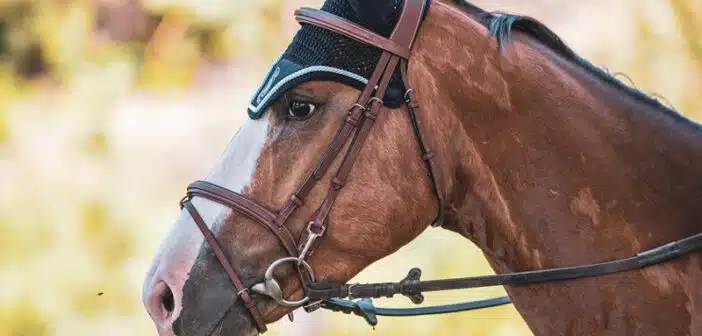 Comment choisir les meilleurs équipements pour son cheval et soi-même