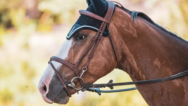 Comment choisir les meilleurs équipements pour son cheval et soi-même