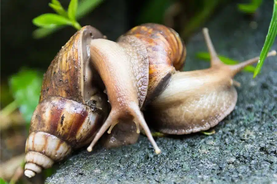 Comprendre le processus fascinant de la reproduction chez l'escargot enceinte