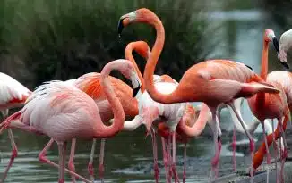 flamant rose