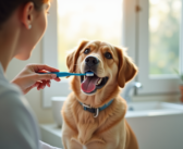 Nettoyer les dents de mon chien à la maison : astuces et conseils pratiques